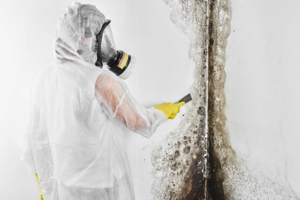 Best Post-Flood Mold Remediation in Carbonville, UT