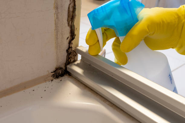 Best Mold Remediation for Schools in Carbonville, UT