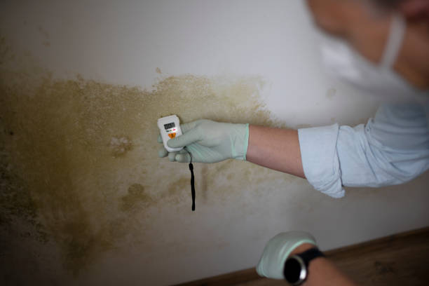 Best Black Mold Remediation in Carbonville, UT